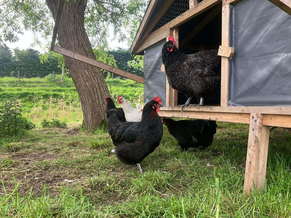 Easter egger (groenlegger) broedeieren, Dieren en Toebehoren, Pluimvee, Geslacht onbekend, Kip