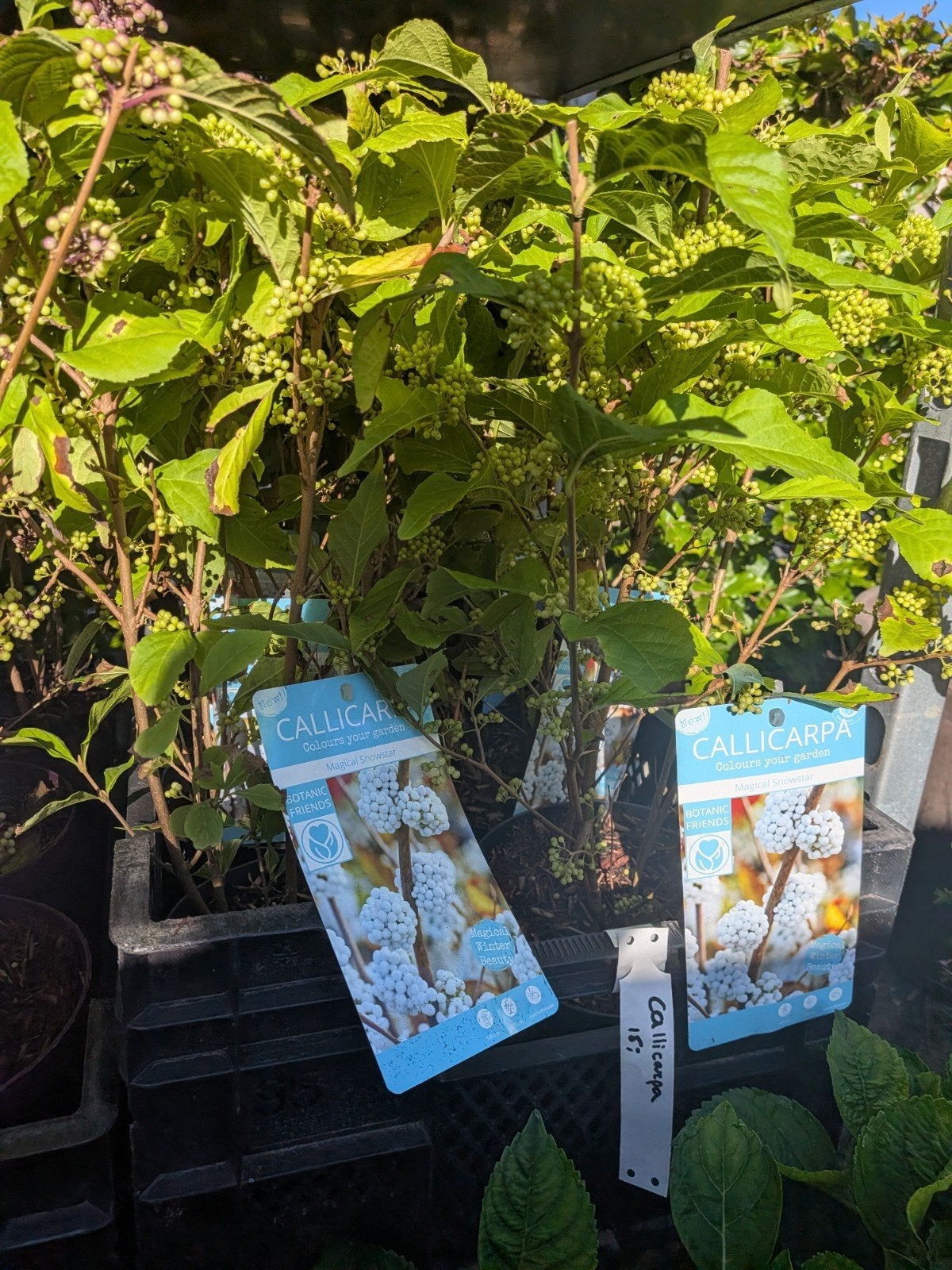 Witte Schoonvrucht Callicarpa 'Magical Snowstar' -, Volle zon, Vaste plant, Lente, Ophalen