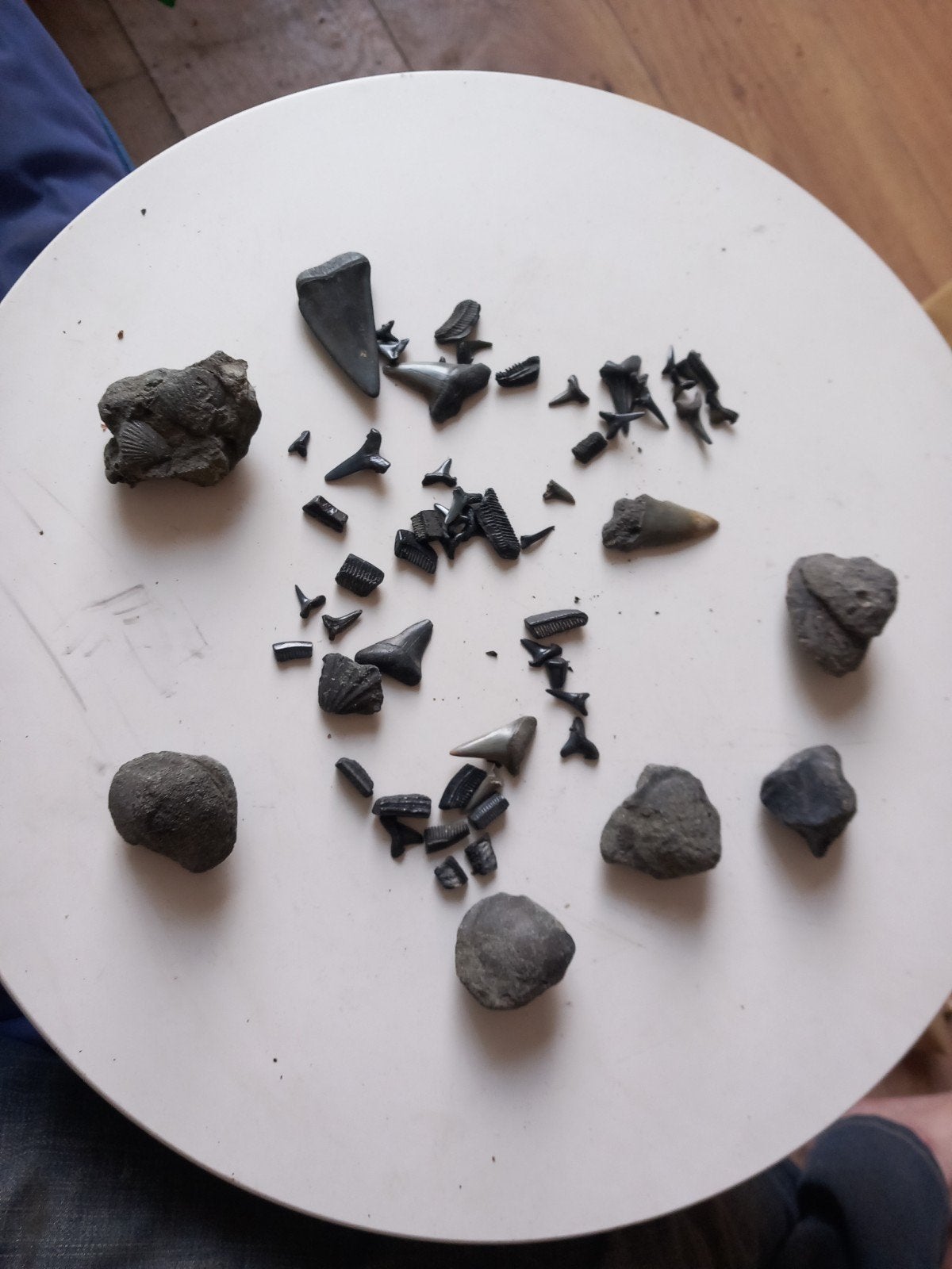 leuk fossiel verzamel pakketje, Verzamelen, Ophalen of Verzenden, Schelp(en)