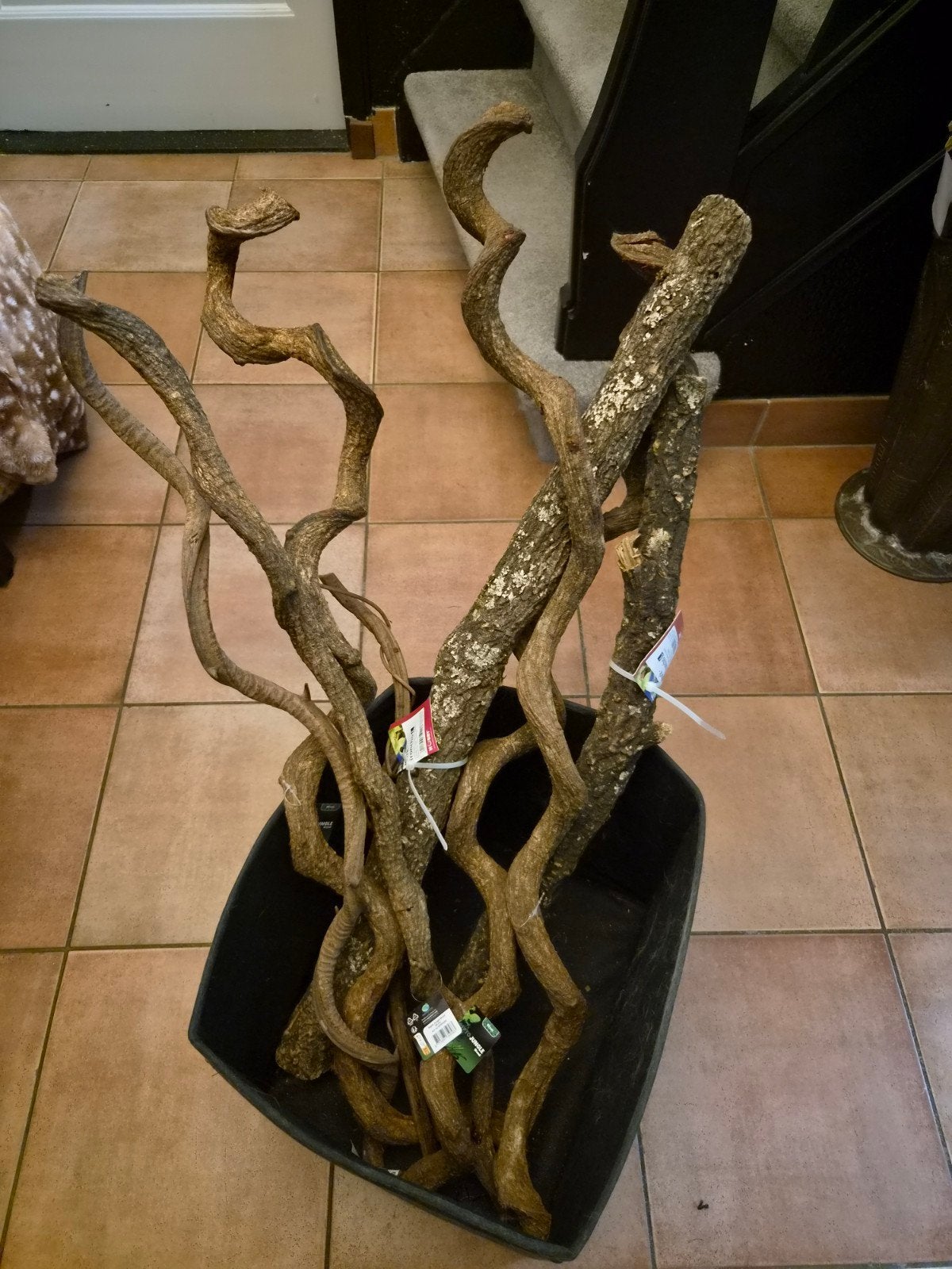 takken voor terrarium, Dieren en Toebehoren, Reptielen en Amfibieën | Toebehoren, Ophalen, Nieuw