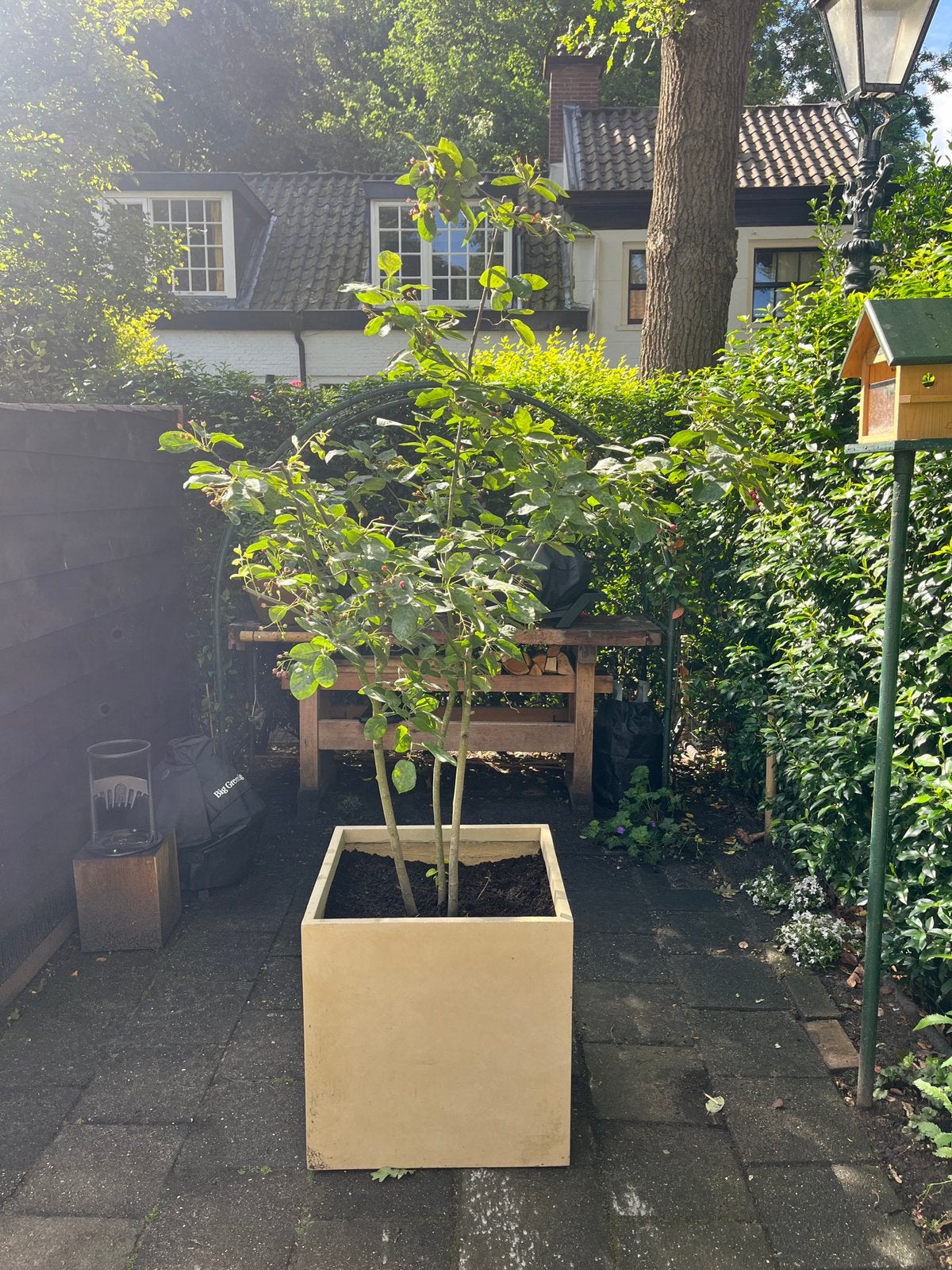Meerstammige krentenboom,Amelanchier lamarckii, Ophalen, Volle zon, Overige soorten, 100 tot 250 cm