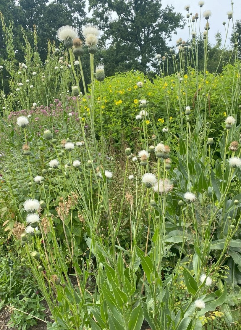 Serratula Bulgarica *** gezocht***, Tuin en Terras, Planten | Tuinplanten, Ophalen of Verzenden, Overige soorten, Volle zon