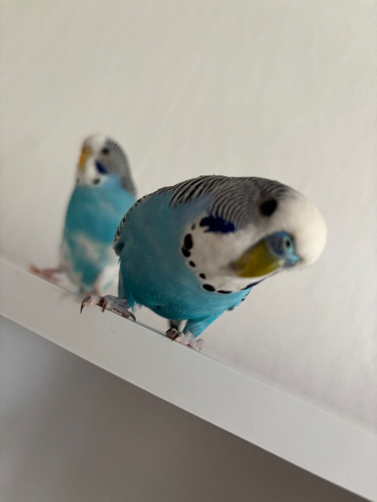 Koppeltje tamme grasparkieten, Dieren en Toebehoren, Meerdere dieren, Parkiet, Tam