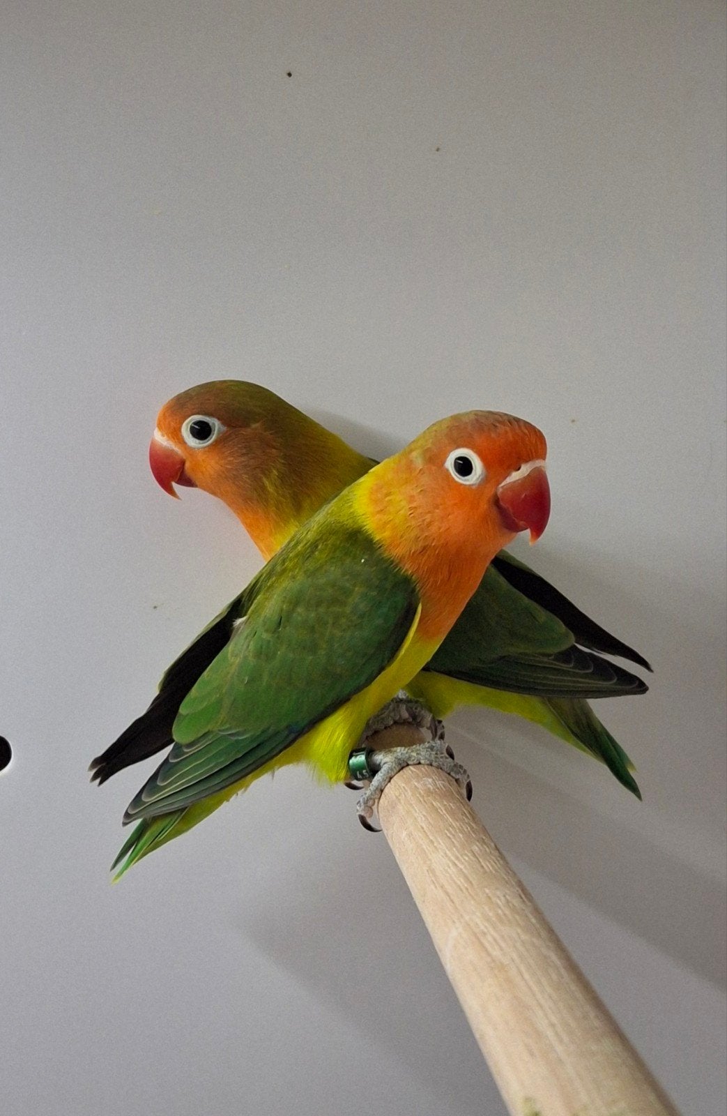 Te koop 2x  agapornis ficheri split lutino, Dieren en Toebehoren, Vogels | Parkieten en Papegaaien, Mannelijk, Dwergpapegaai of Agapornis