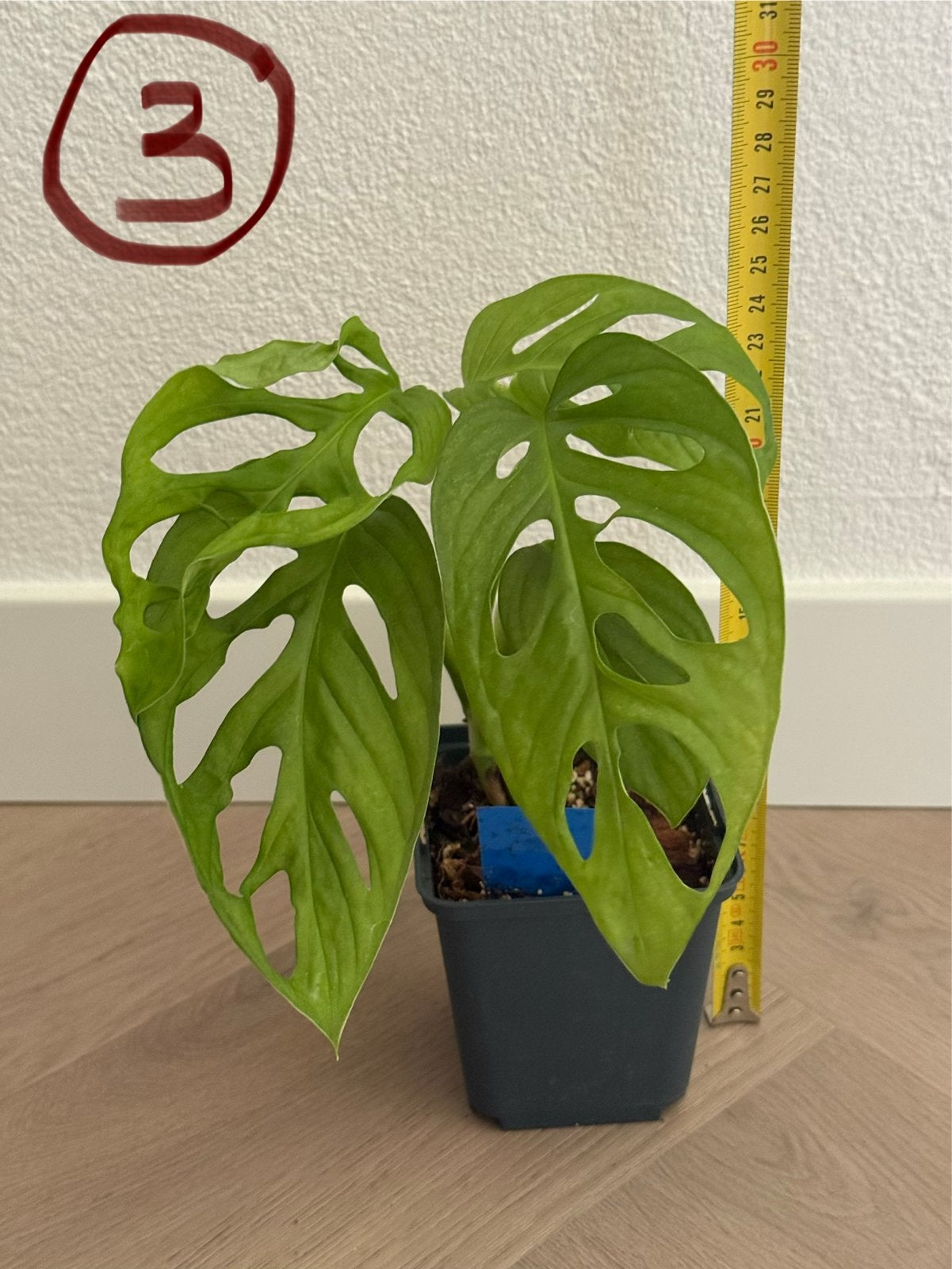 Monstera Adansonii Mint Variegata - €5 each, Ophalen of Verzenden, Bloeit niet, Halfschaduw, Groenteplanten