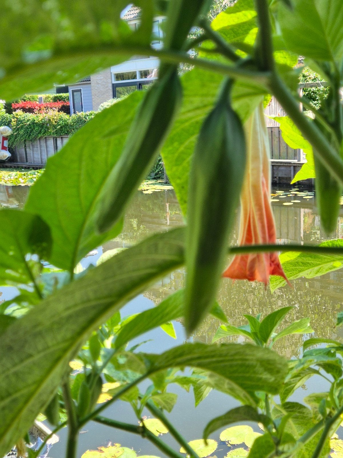 Brugmansia (Engelentrompet) - 1 meter breed Prachtige Rode B, Tuin en Terras, Planten | Tuinplanten, Volle zon, Vaste plant, Zomer