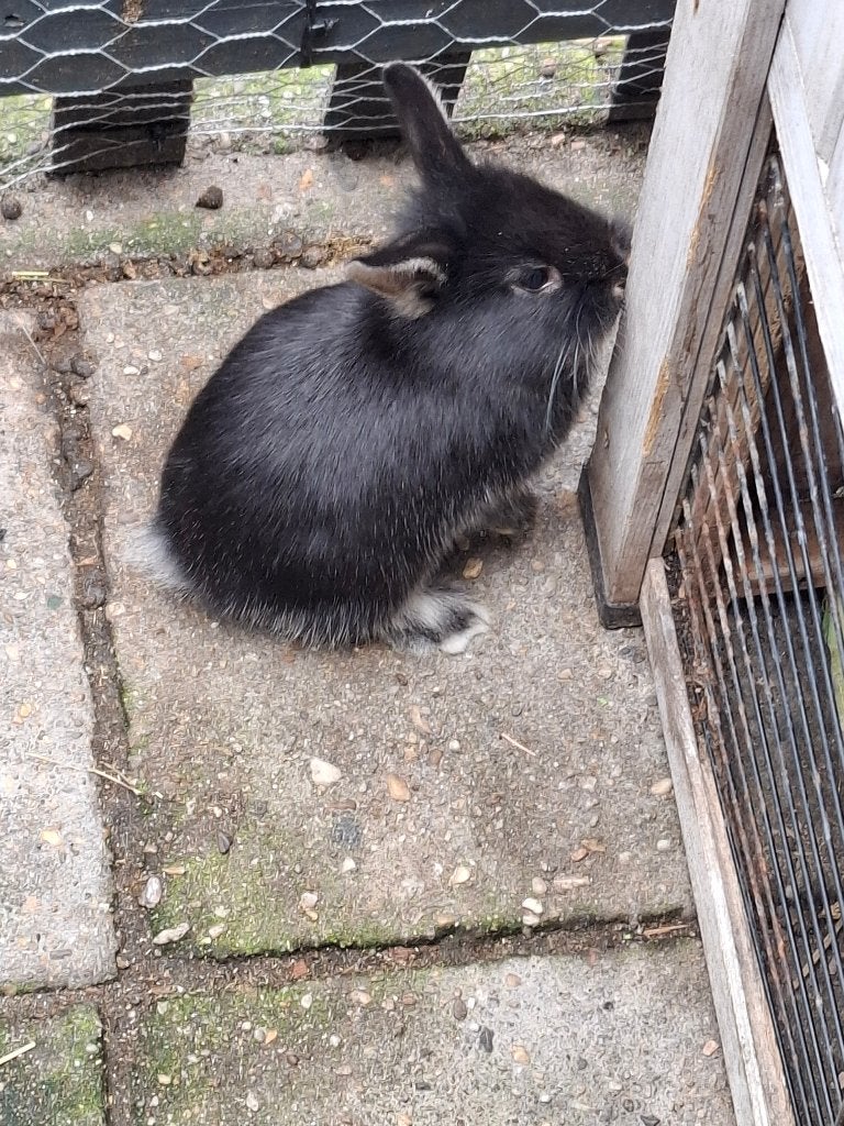 2 lieve konijntjes te koop, Dieren en Toebehoren, Konijnen, Meerdere dieren, Klein, 0 tot 2 jaar