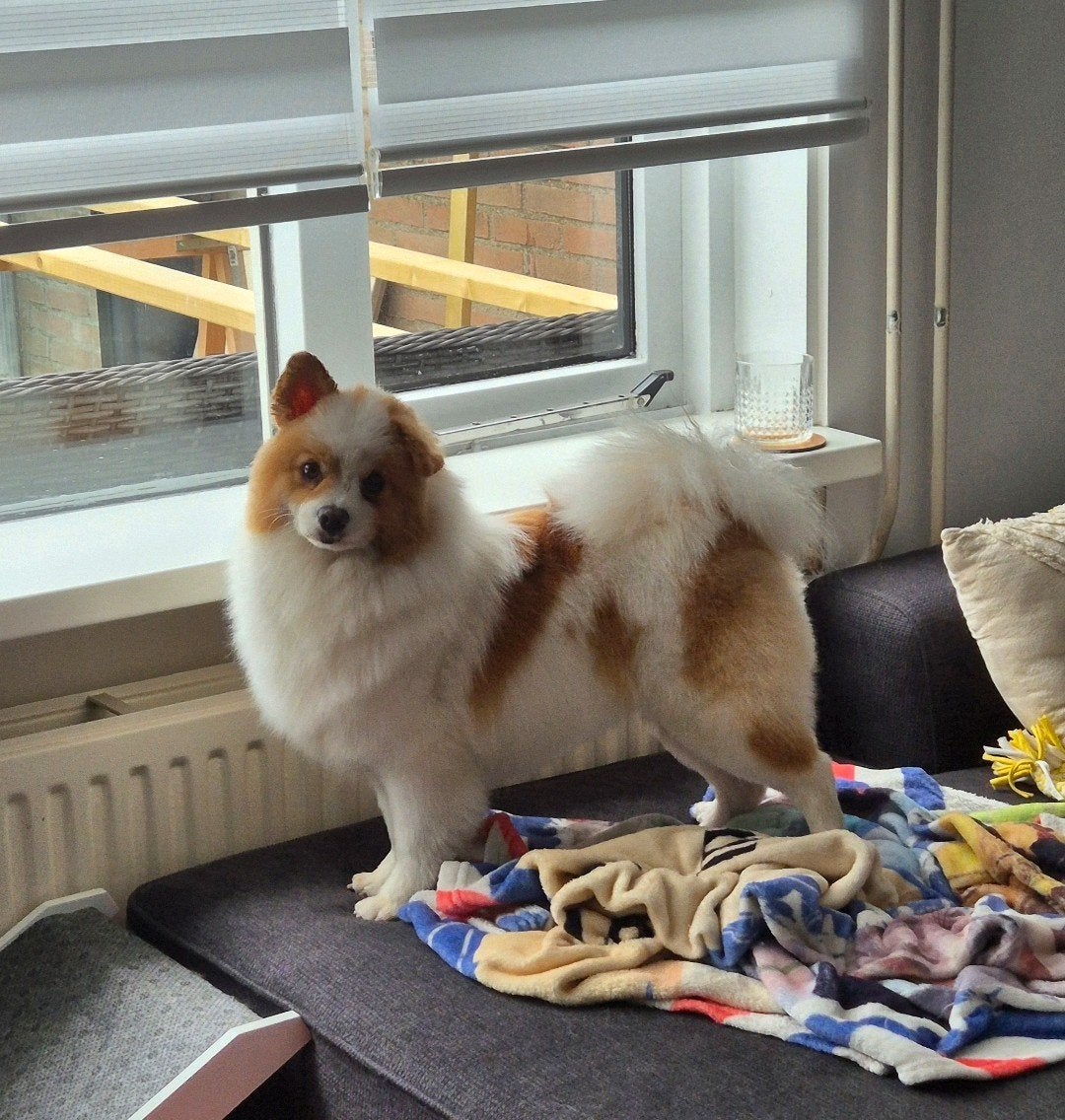 keeshond, Keeshond, Teef, Eén hond, 3 tot 5 jaar
