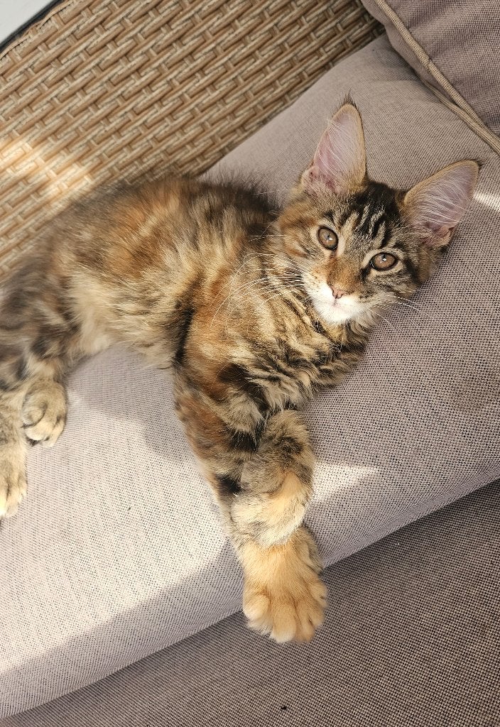 Maine coon kittens, Poes, Gechipt