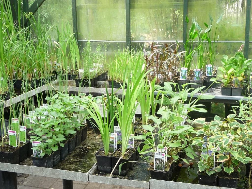 vijverplanten-waterplanten-moerasplanten-oeverplanten, Ophalen, Nieuw, Overige typen