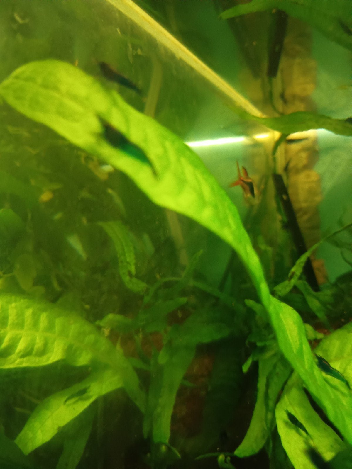 Blauwe garnalen, mooi op kleur, Dieren en Toebehoren, Vissen | Aquariumvissen, Kreeft, Krab of Garnaal