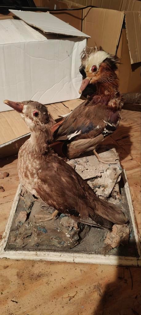 Koppel opgezette mandarijn eenden antiek, Ophalen, Zo goed als nieuw, Vogel, Opgezet dier