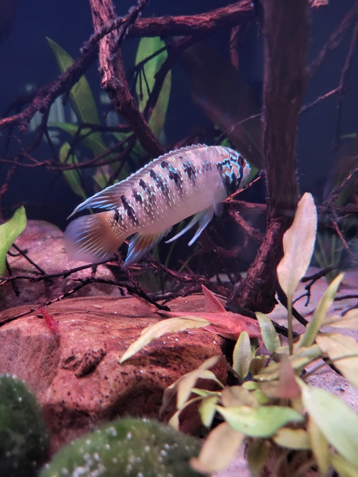 Koppel Ivanacara Adoketa (zie omschrijving), Dieren en Toebehoren, Vissen | Aquariumvissen, Vis