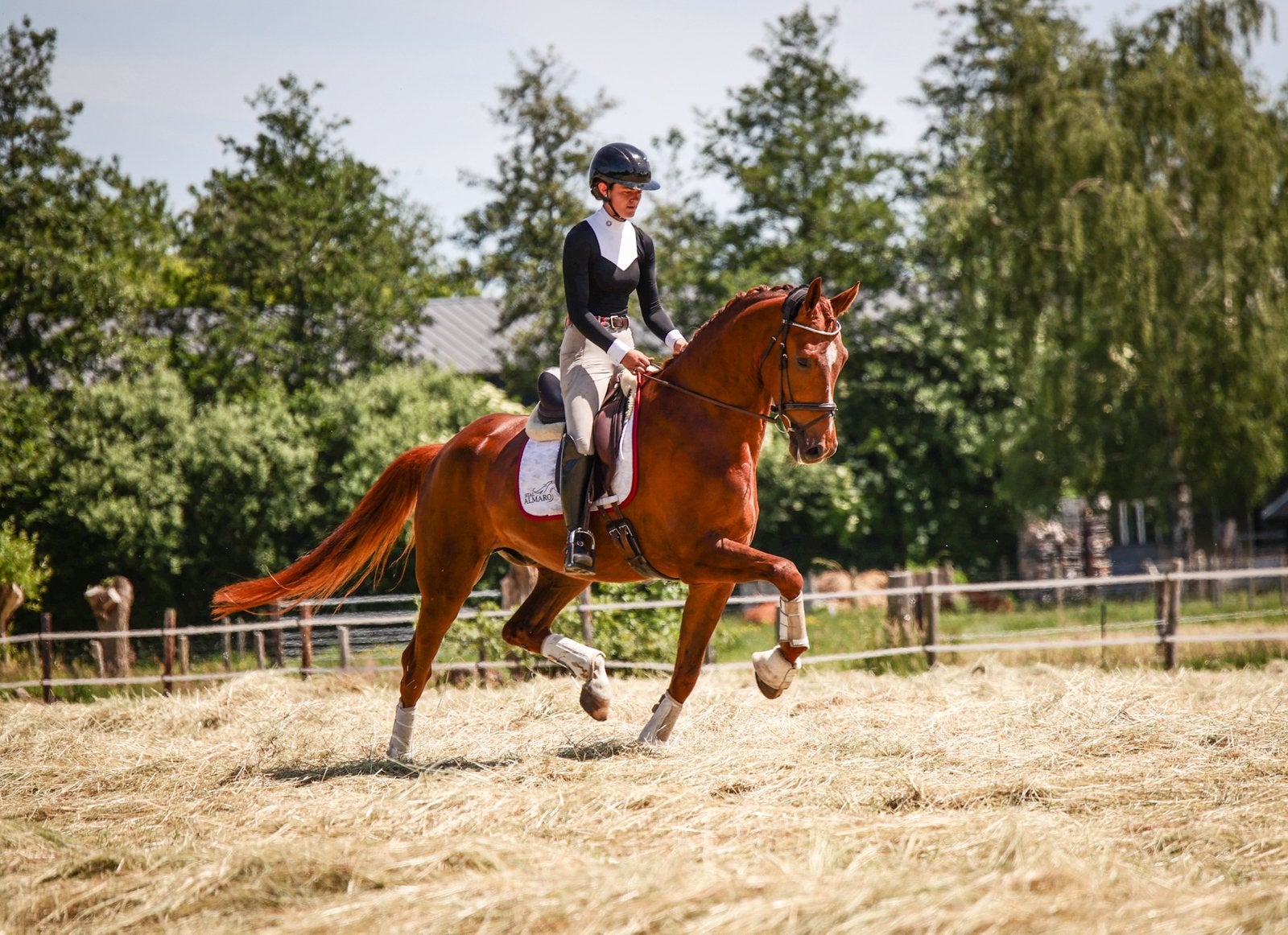 Special Negro, Dieren en Toebehoren, Paarden, Ruin, L, 170 tot 175 cm, 3 tot 6 jaar, Dressuurpaard, Met stamboom, Gechipt, Ontwormd