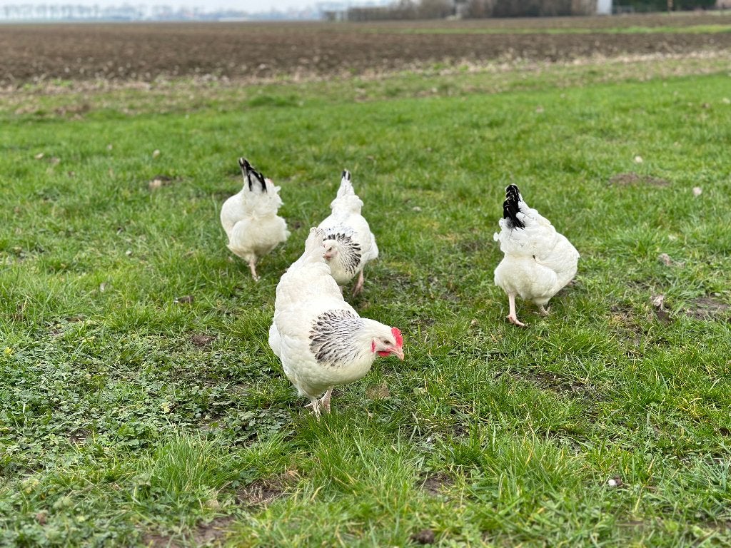 Jonge tamme Sussex kippen gesekst en ingeënt, Vrouwelijk, Kip