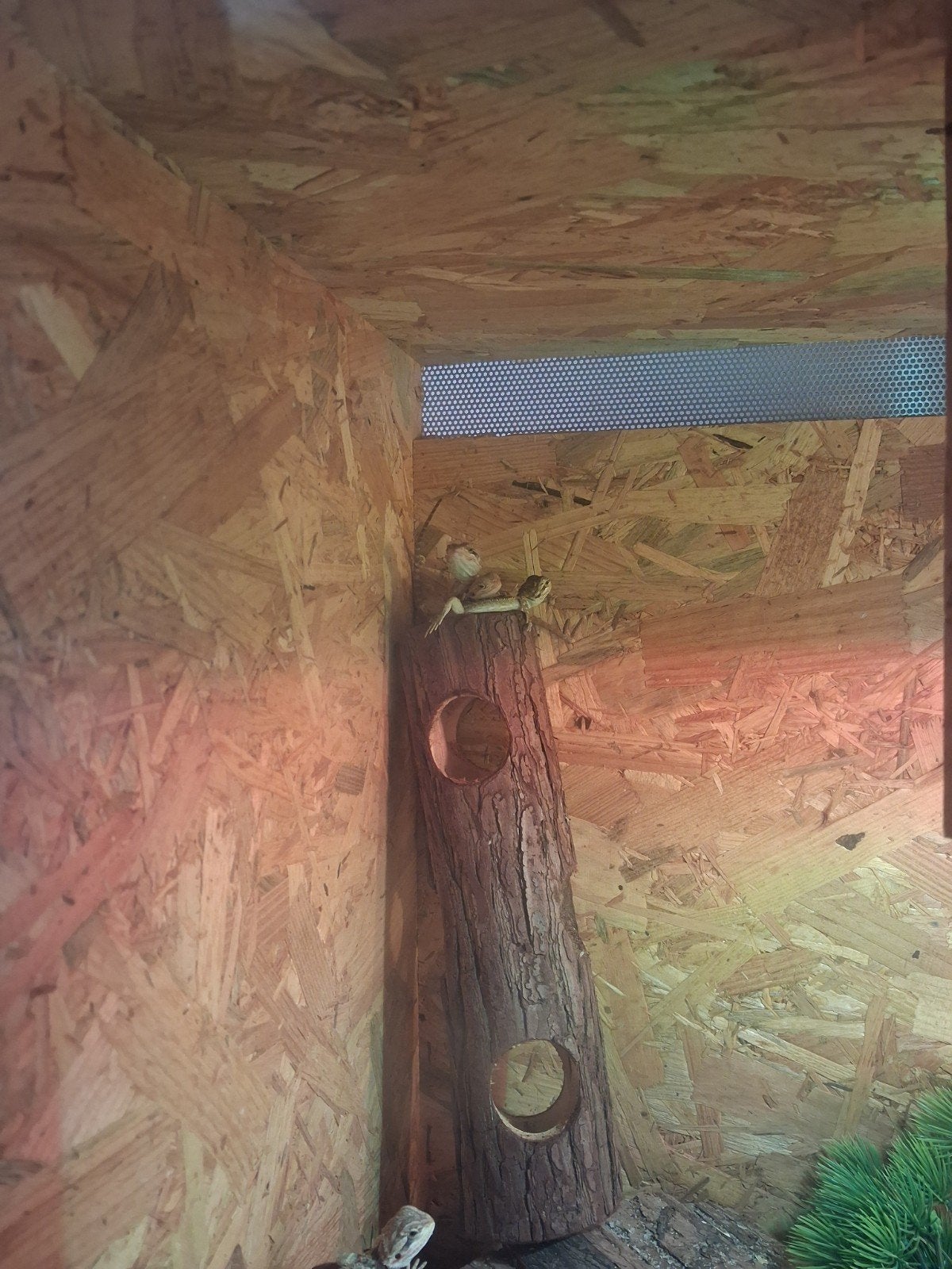 Hele baardagaam hobby te koop ( GOED LEZEN ) Bearded Dragon photo 5