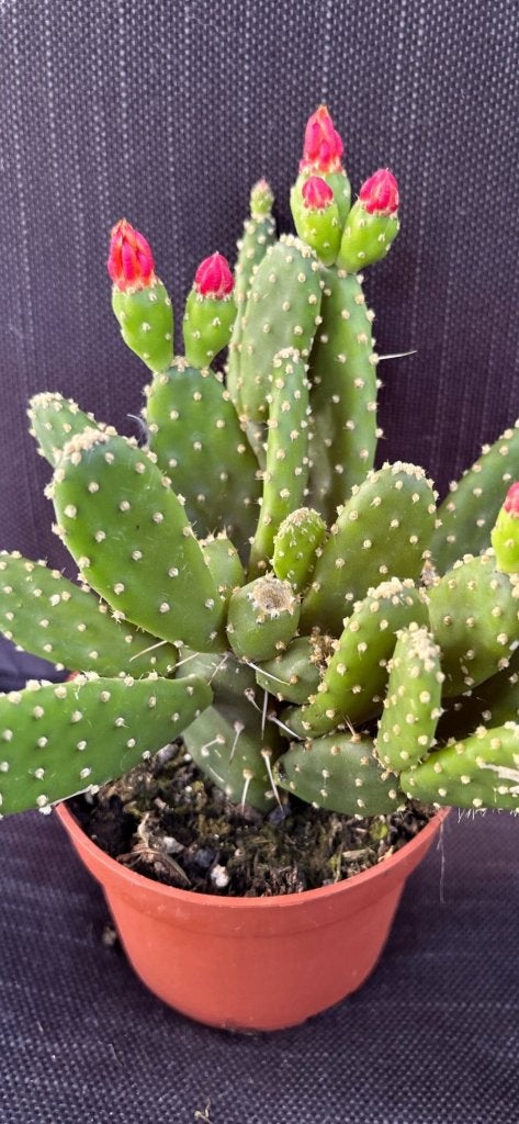 Opuntia Quitensis, Minder dan 100 cm, Bloeiende kamerplant, Halfschaduw, Ophalen of Verzenden