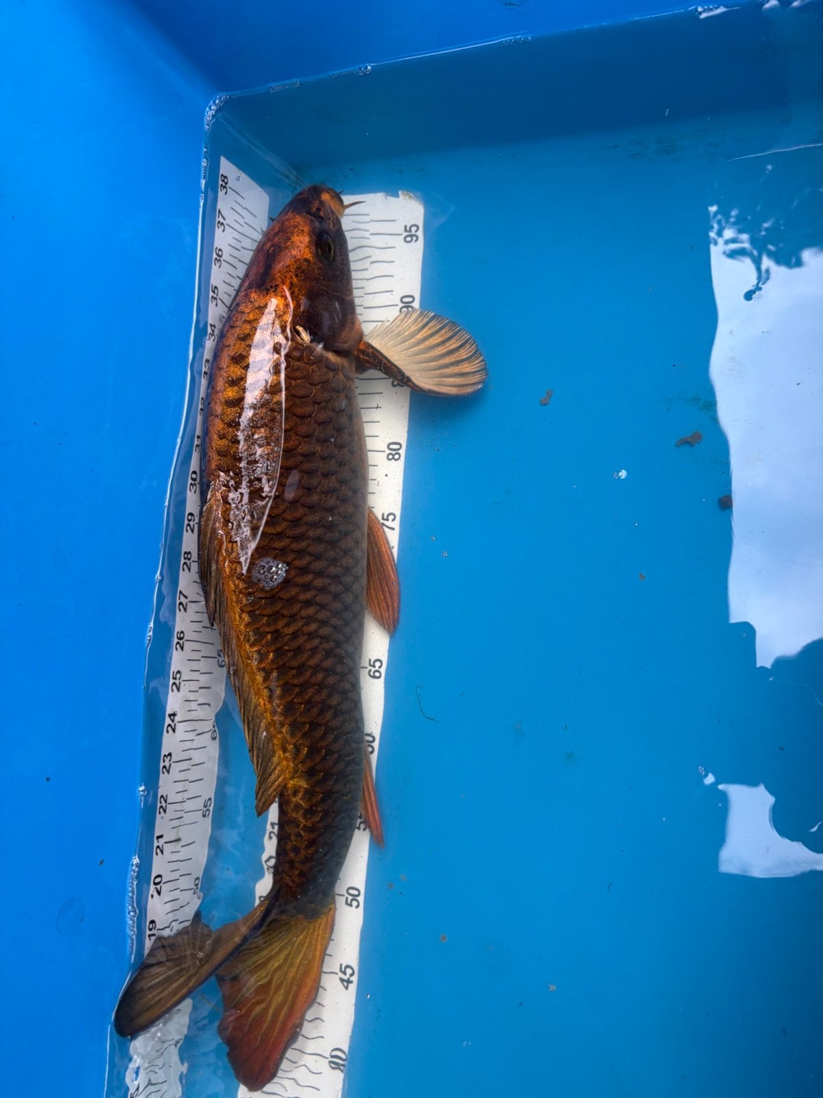 55 cm ghost koi, Karper of Koi