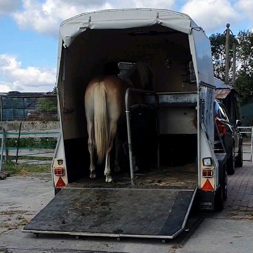 Trailerladen lessen, Diensten en Vakmensen, Dieren | Paarden | Verzorging, Oppas en Les, Gedragstraining
