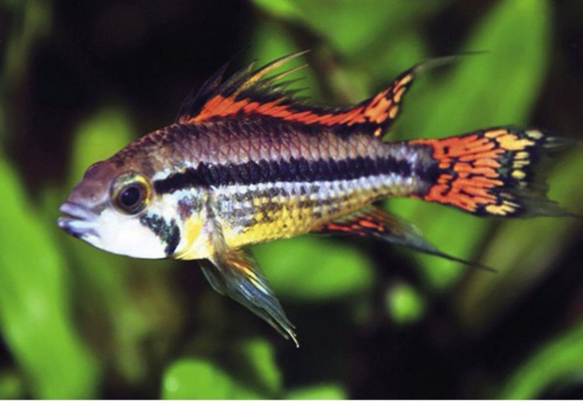 Wetenschappelijke naam: APISTOGRAMMA CACATUOIDES DOUBLE RED, Dieren en Toebehoren, Vis