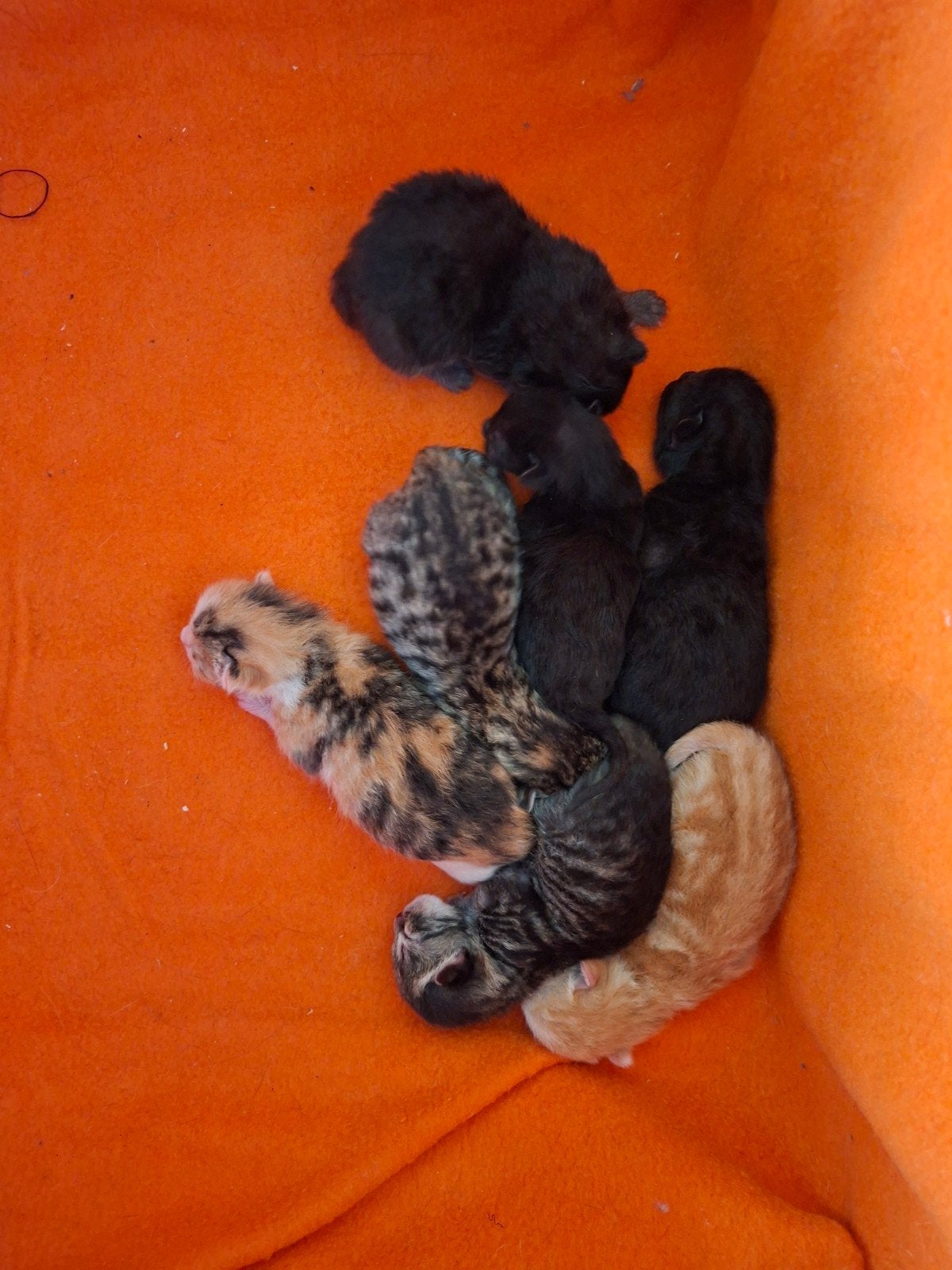 kruising main coon, Dieren en Toebehoren, Geslacht onbekend, 0 tot 2 jaar