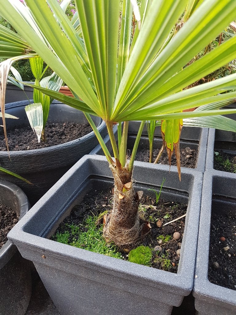 Foto 4 van Trachycarpus Fortunei    AANBIEDING