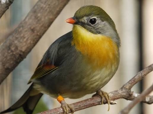 koppel Japanse nachtegalen 2026, Dieren en Toebehoren, Meerdere dieren, Tropenvogel, Geringd