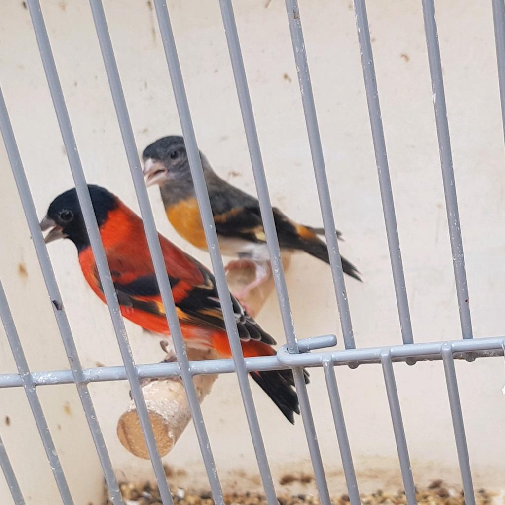 Kapoetsen koppel of losse poppen, Meerdere dieren