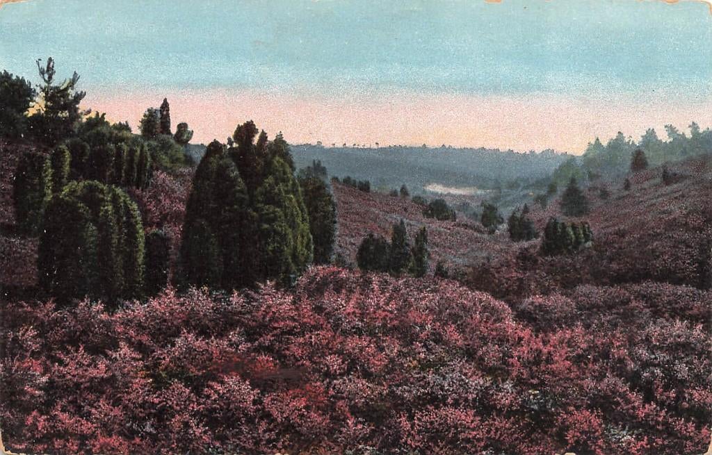 Heide velden, Ophalen of Verzenden, 1920 tot 1940, Gelopen, Gelderland