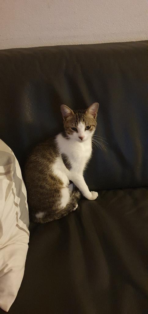 Kitten Cypers grijs gestreept met wit, Poes, Gechipt, 0 tot 2 jaar