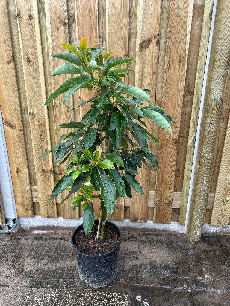 Avocadoboom 'Bacon', Ophalen, Lente, Overige soorten, Volle zon