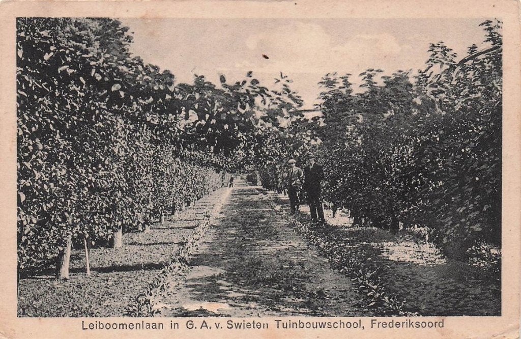 702-413-017 Leiboomenlaan Tuinbouwschool Frederiksoord, Verzamelen, Verzenden, Voor 1920, Drenthe