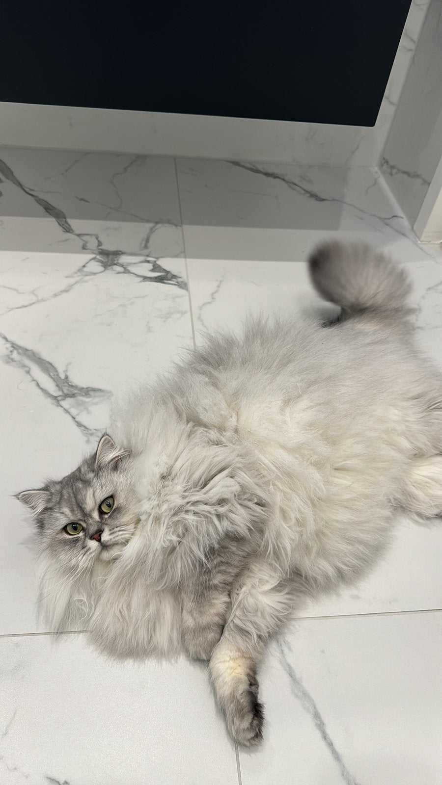 Ragdoll/britselanghaar kater, Kater, Gechipt, 3 tot 5 jaar