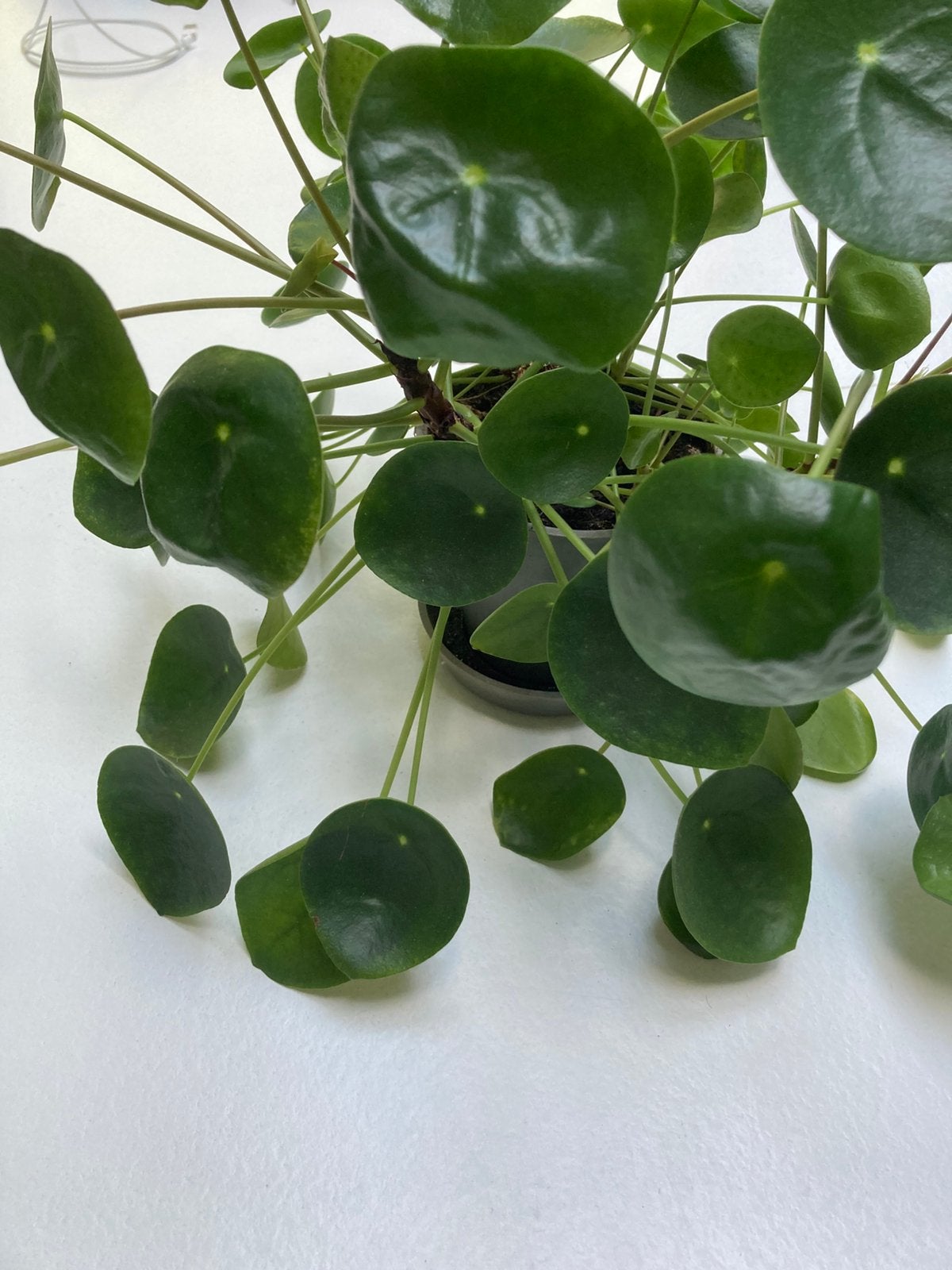 Pannenkoekplant, Ophalen, Halfschaduw, Minder dan 100 cm