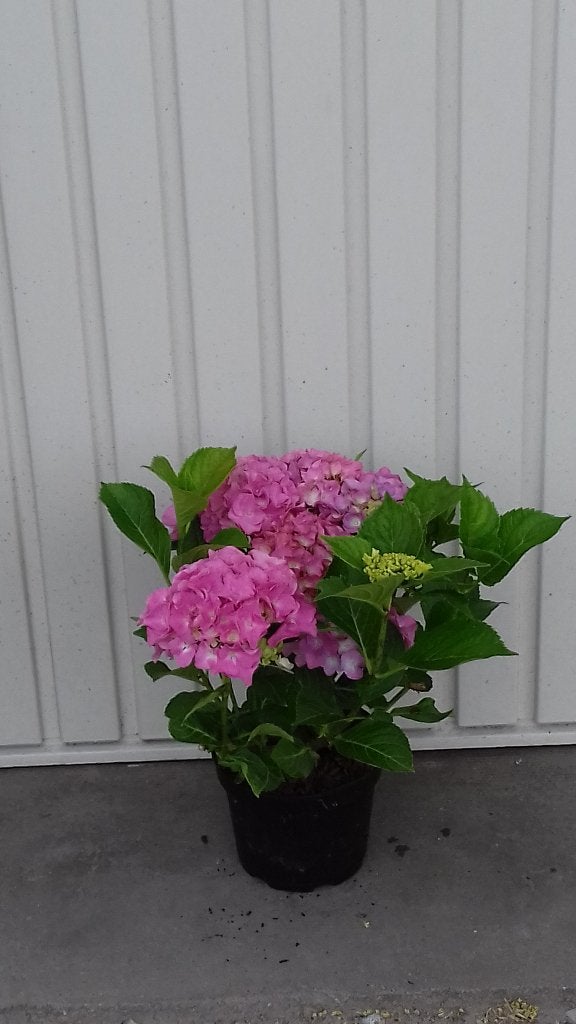 Hortensia,Hydrangea mar Rose, Vaste plant, Halfschaduw, Zomer, Ophalen