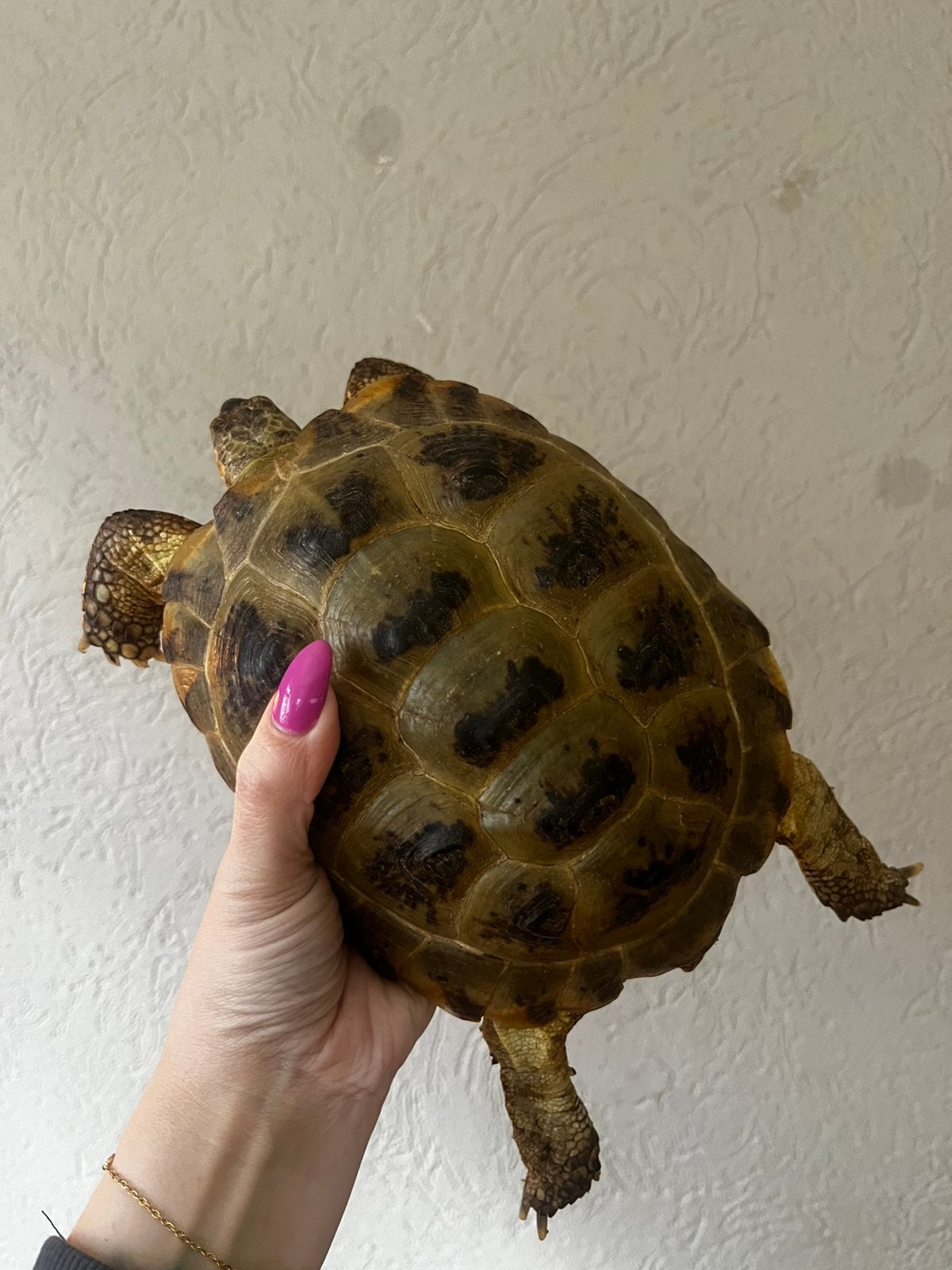 2 Russische horsfieldii, Dieren en Toebehoren, Schildpad, Tam, 7 tot 10 jaar