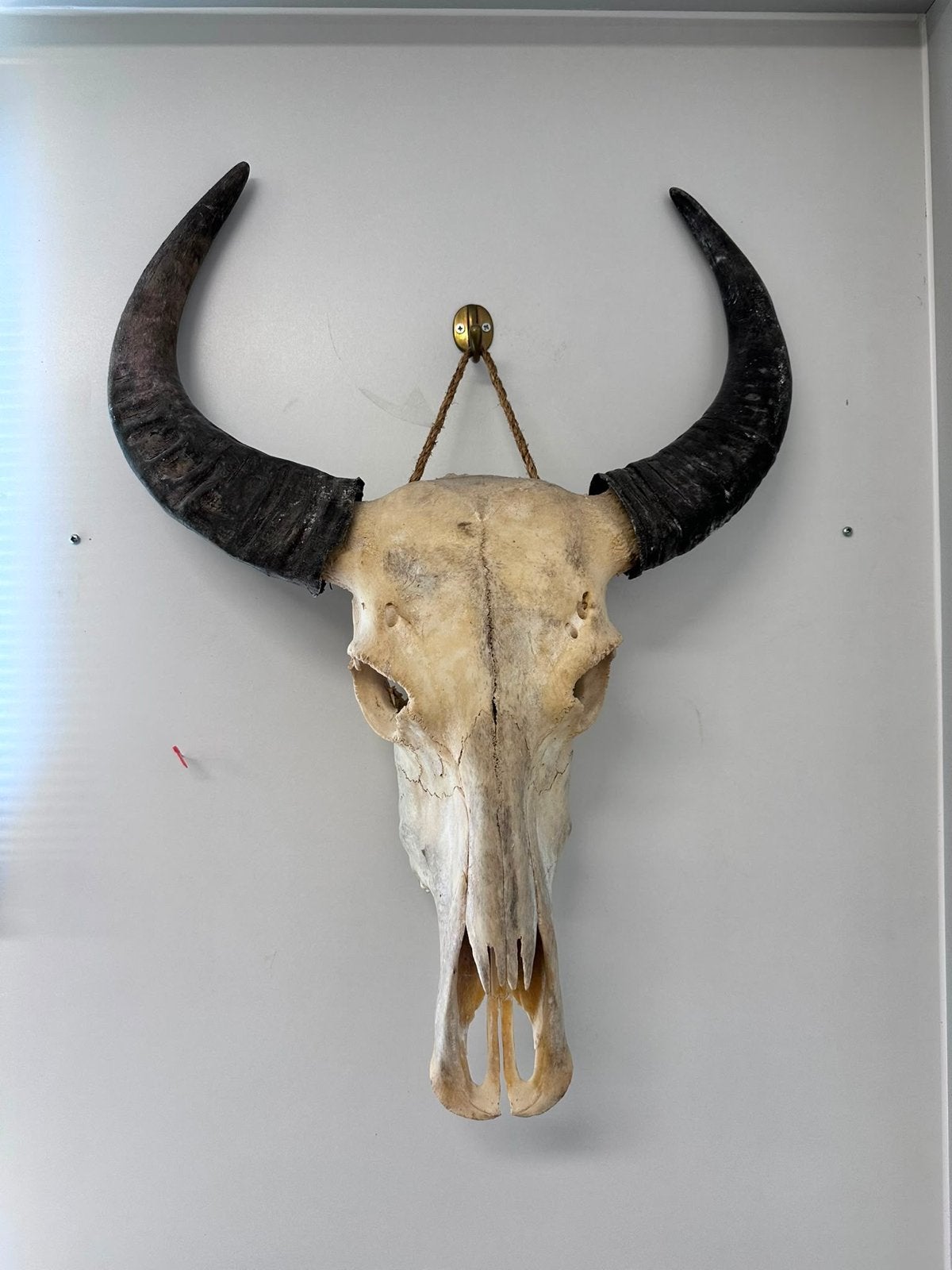 Decoratieve Buffelschedel met Hoorns - Wanddecoratie, Huis en Inrichting, Woonaccessoires | Overige, Ophalen, Gebruikt, Beige