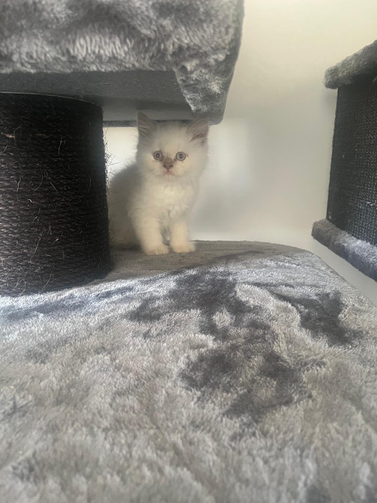 Britse korthaar en langhaar kittens mogen gelijk weg, Poes, Ontwormd