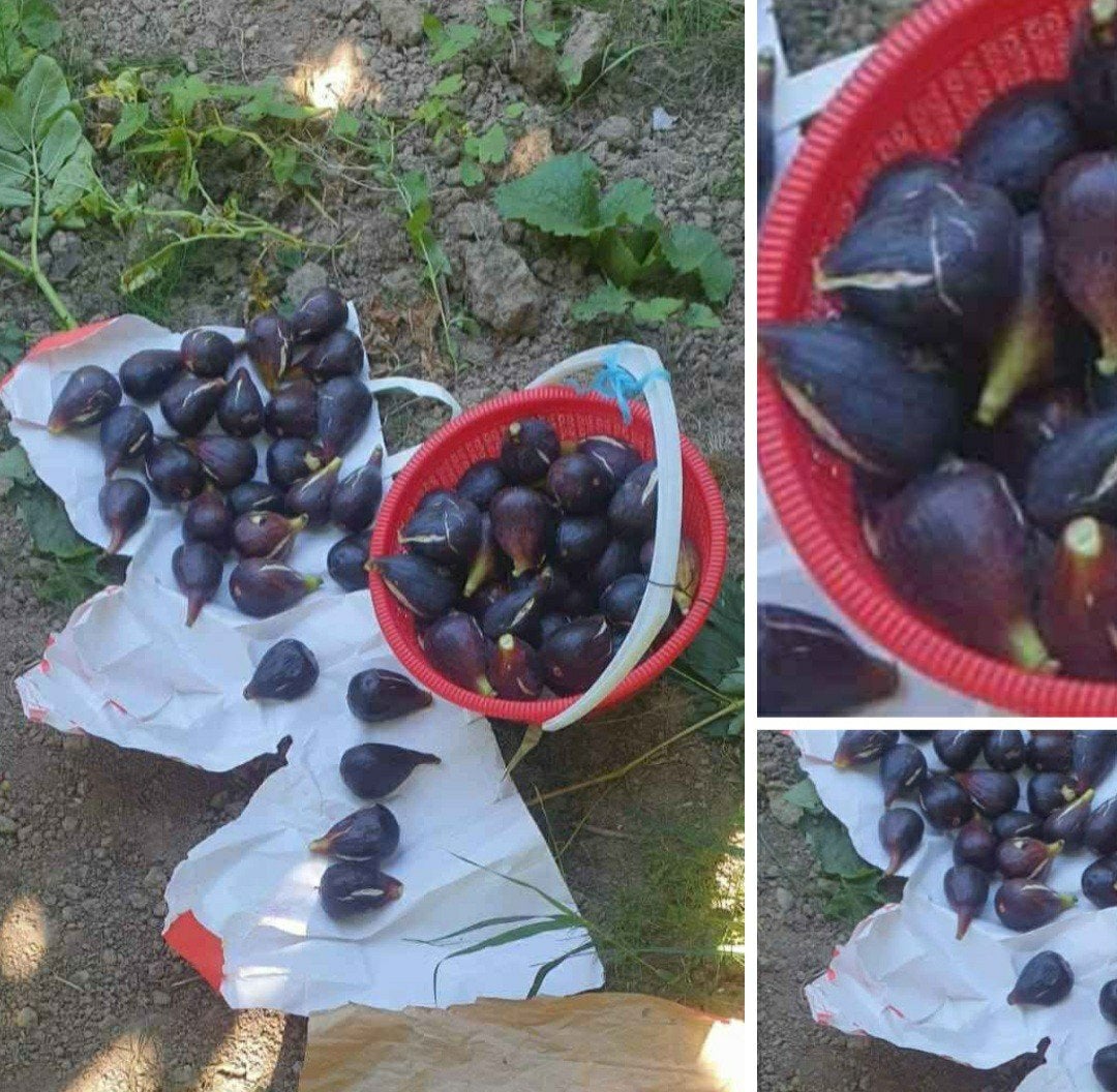 heerlijk vers vijgen van ons tuin is honing smaak, Ophalen of Verzenden, Volle zon