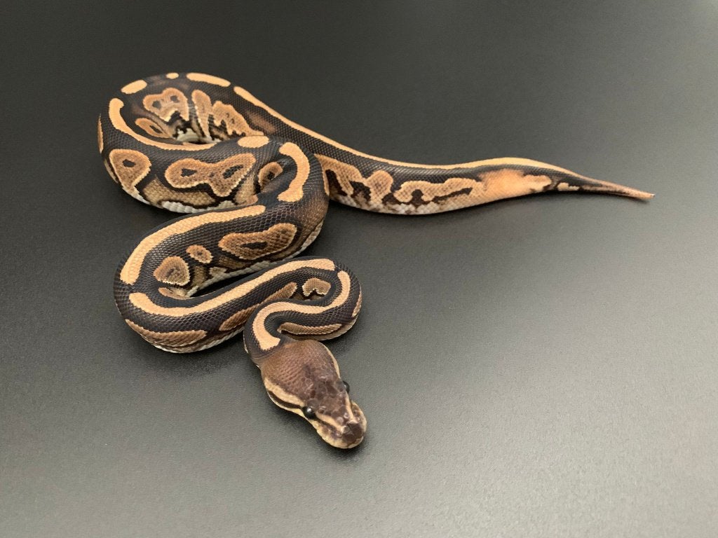 0.1 cinnamon het pied python regius Ball Python - female for sale from DemonSnakes