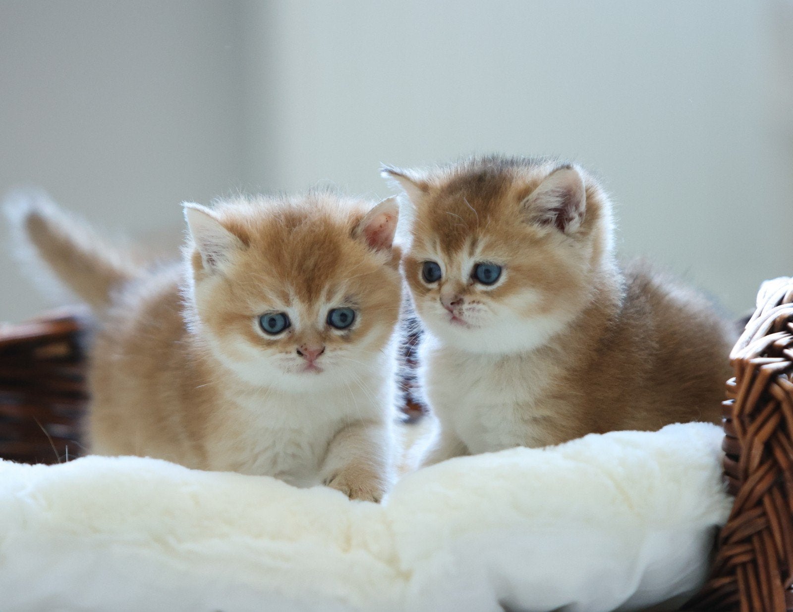 Aangeboden: Britse korthaar golden shaded kittens 100%