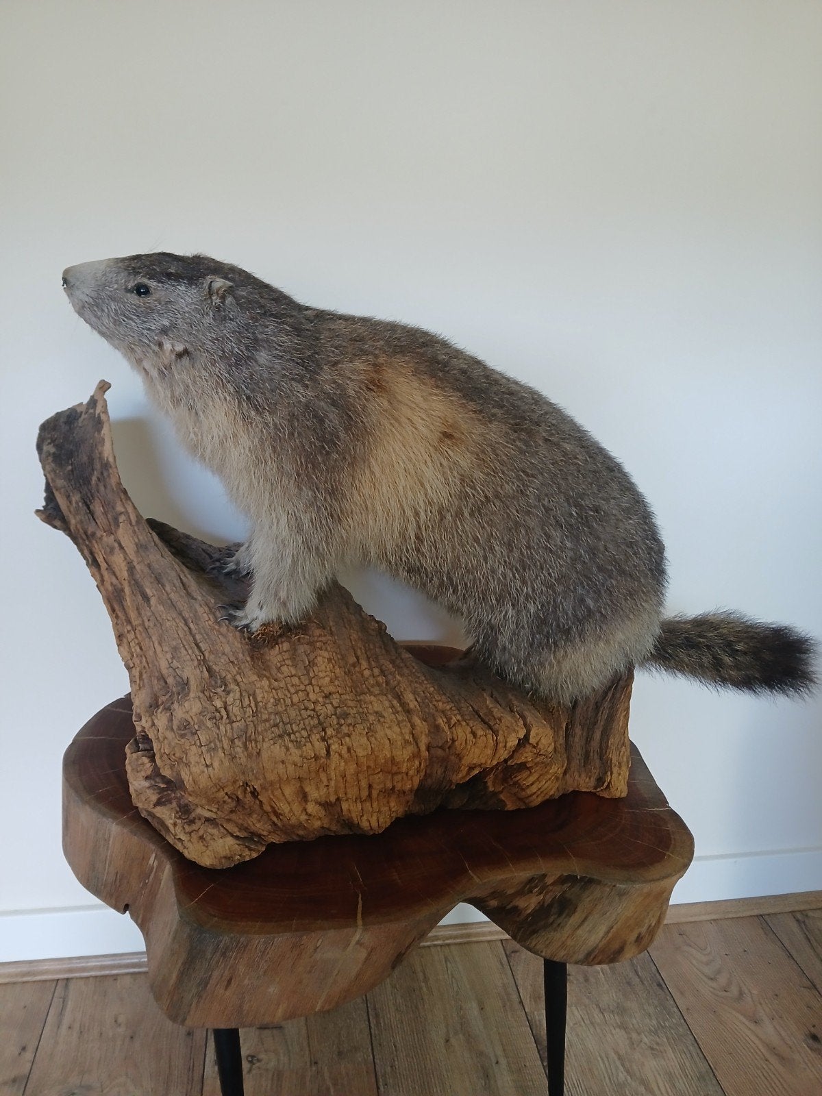 Taxidermie bergmarmot, Ophalen, Gebruikt, Vogel, Opgezet dier