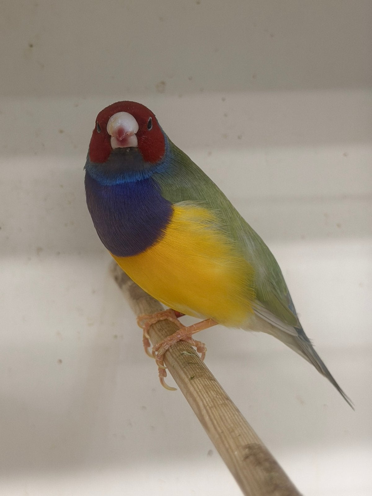 Goulds mannen en poppen, Meerdere dieren