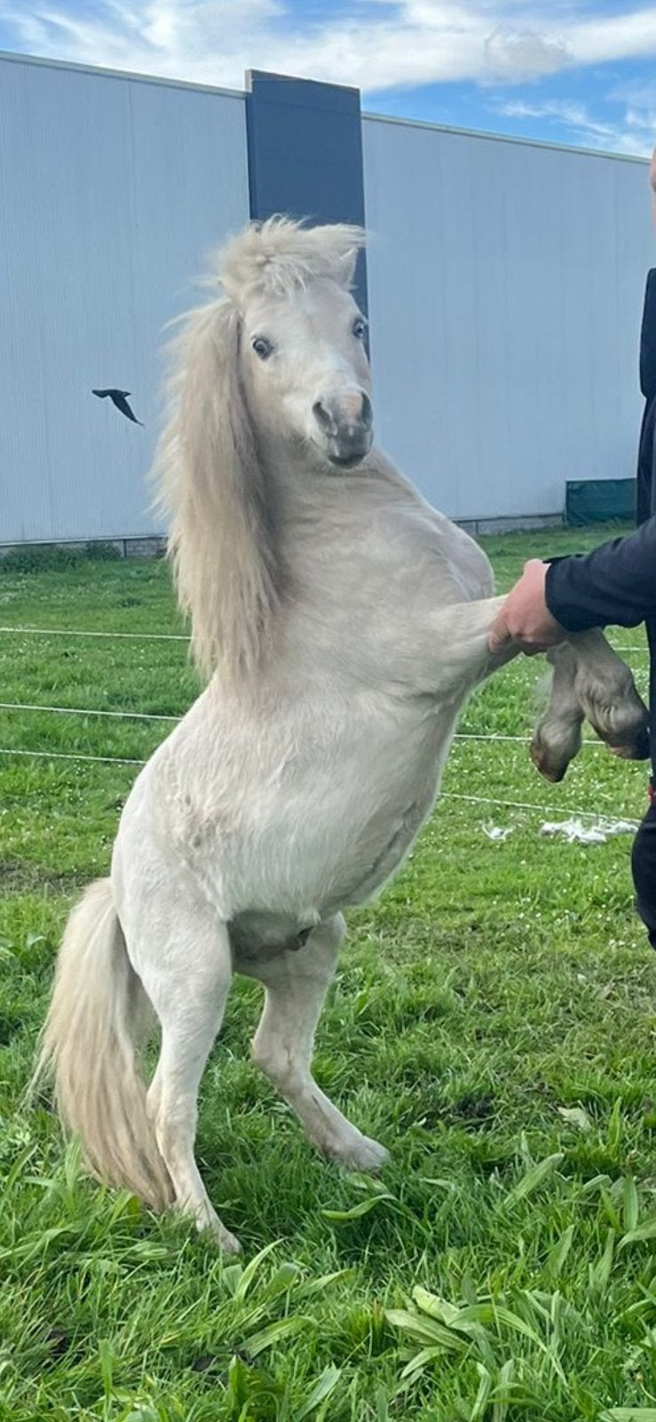 Cremello hengst, Dieren en Toebehoren, Pony's, Merrie, A pony (tot 1.17m), Met stamboom, 0 tot 2 jaar