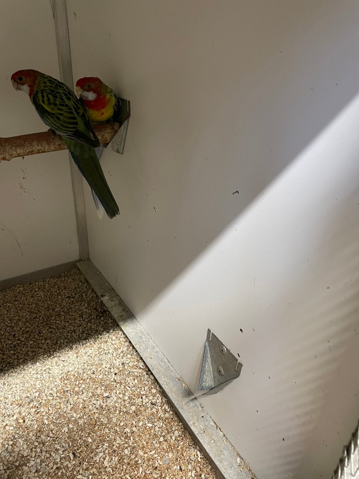 Prachtrosella’s, Dieren en Toebehoren, Mannelijk, Parkiet