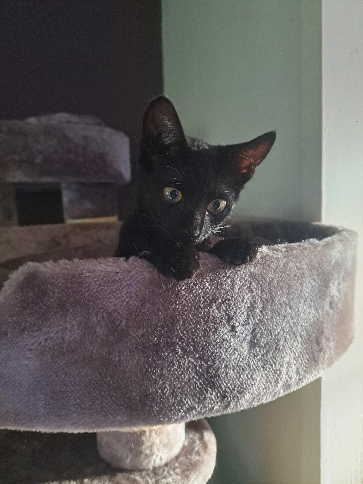 kittens x Siamees, Dieren en Toebehoren, Meerdere dieren, Kortharig, 0 tot 2 jaar
