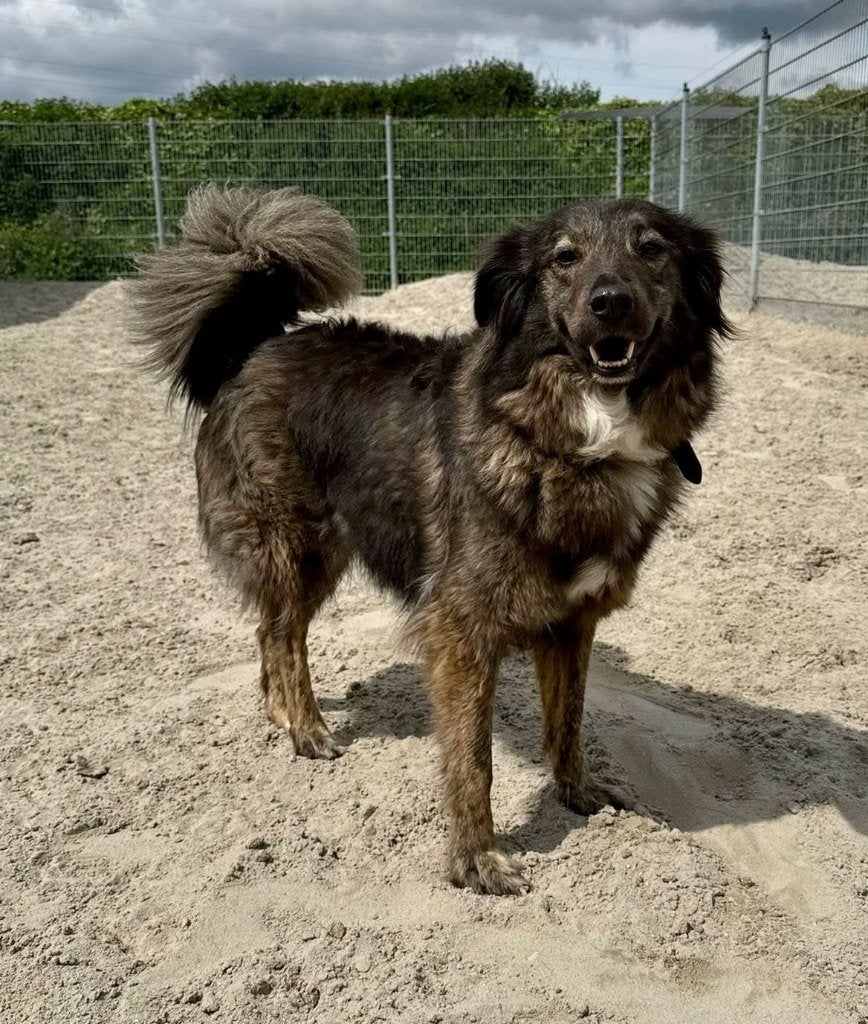 BONNIE, PRACHTIG, TEEFJE, VRIEND(IN) VOOR EEN RELAXED LEVEN., 6 jaar of ouder, Teef, Eén hond, CDV (hondenziekte)