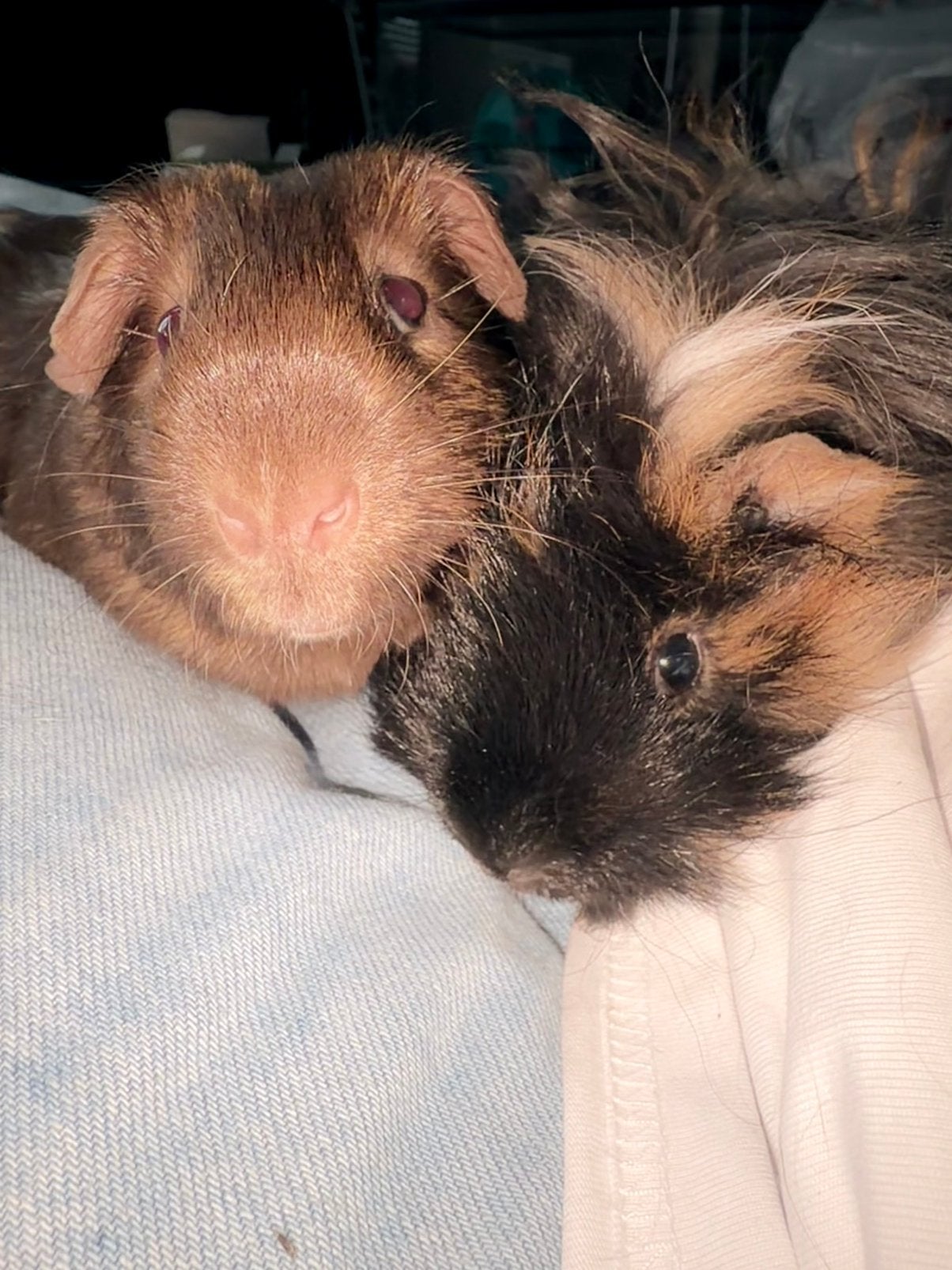 2 gratis cavia’s, Dieren en Toebehoren, Cavia, Mannelijk, Mei, Tam