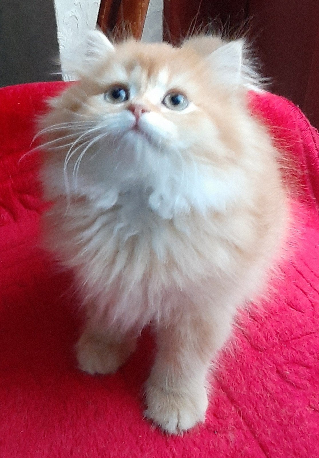 Britse kittens longhaar&korthaar, Dieren en Toebehoren, Katten en Kittens | Overige Katten