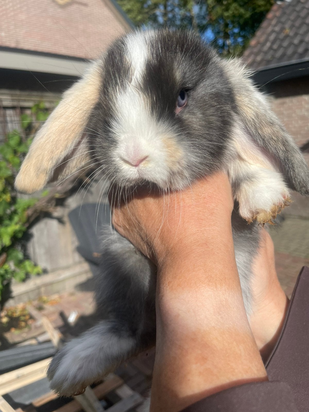 Jonge Franse hangoor voedster beschikbaar, Dieren en Toebehoren, Vrouwelijk, Groot, Hangoor, 0 tot 2 jaar